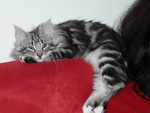 Katze Arwen 4 Monate alt.